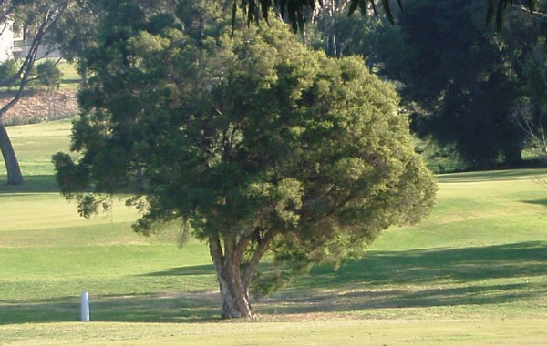 3rd Hole – Par 3 (167 metres)