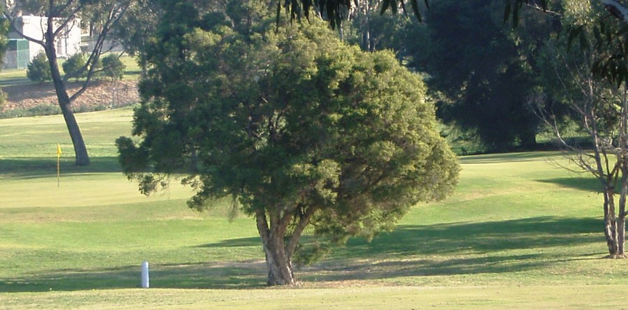 3rd Hole – Par 3 (167 metres)